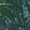 narrowleavedffol1eelgrass