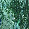 narrowleavedffol2eelgrass