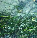 narrowleavedfforeelgrass