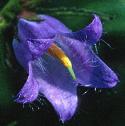 nettleffloleavedbellflower1