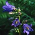 nettlefflosleavedbellflower1