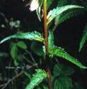 nettleffolleavedbellflower1