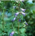 nettlefforleavedbellflower1