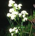 northernfflosbedstraw1