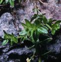 northernffolbedstraw1