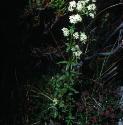 northernfforbedstraw1