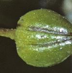 pseaflobudcpearlwort1