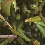 pseafol2pearlwort1