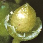 pseafru1pearlwort1