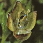 pseafru2pearlwort1