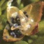 pseafru3pearlwort1