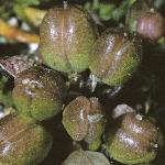 pseafruspearlwort1