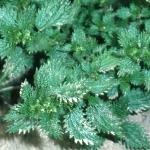 psmallfol3nettle