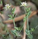 pthreeflosveinedsandwort1