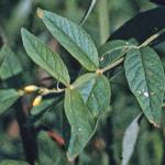 pyellowfol1loosestrife1