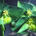 pettyfflosspurge