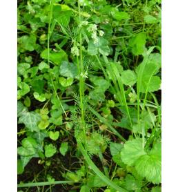 pignutfforbritishflora1