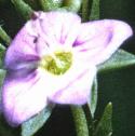 pinkfflowaterspeedwell1