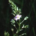 pinkffloswaterspeedwell1