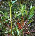 pinkffolwaterspeedwell1