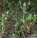 pinkfforwaterspeedwell1