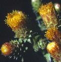 ploughmansfflosspikenard