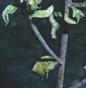 ploughmansffolspikenard1