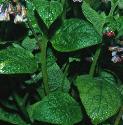 pricklyffolcomfrey
