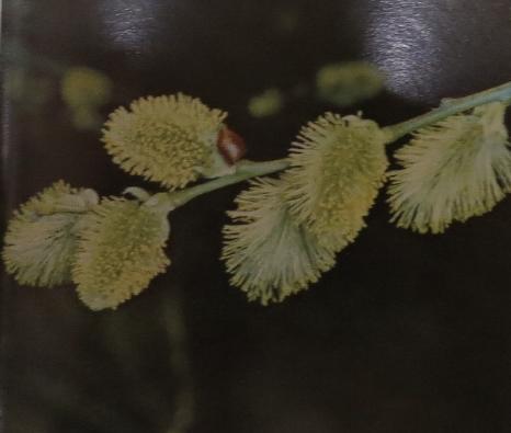 pussywillowsalixcapreapolunin