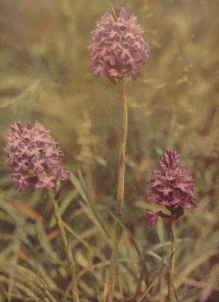 pyramidorchisorchispyramidaliscorke1