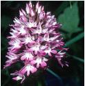 pyramidalfflos2orchid