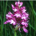 pyramidalfflos3orchid