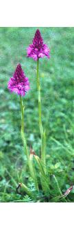 pyramidalffor1orchid1