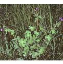 pyreneanfforcranesbill1