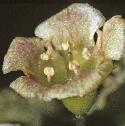 redfflocurrant