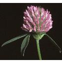 redfflo2clover