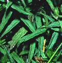 redffolbartsia1
