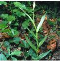 redfforhelleborine1