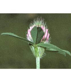 redffor2clover