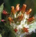 redtippedfflo1cudweed1