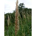 reedfflocanarygrassbritishflora1