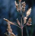 roughfflosmeadowgrass1