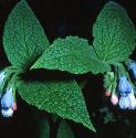 russianffolcomfrey1
