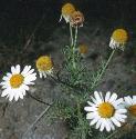 scentlessfflosmayweed