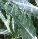 scotchffolthistle