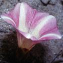 seafflobindweed1
