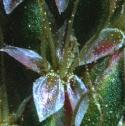 seaffloplantain1