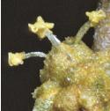 seafflopurslane