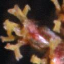 seafflowormwood1