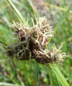 seafflo1clubrushbritishflora1